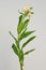 White helichrysum Straw flower bloomingÂ on white background